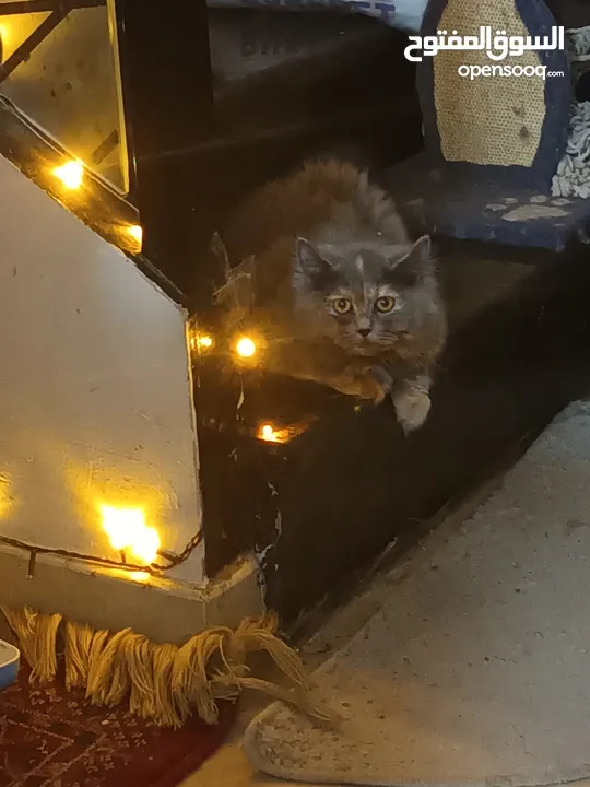 قطط شيرازي على بيرتيش لونج هير