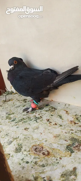 حمام للبيع