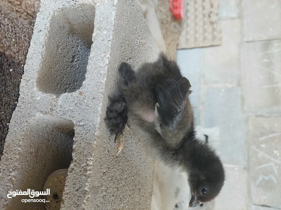 دجاج البراهمه الكوشن العملاق مستوا عالي جدا متواجد