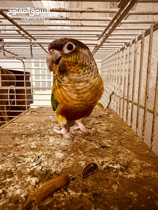 ببغاء الكونيور ذو الخد الأخضر 2 Green cheek conure parrots  2