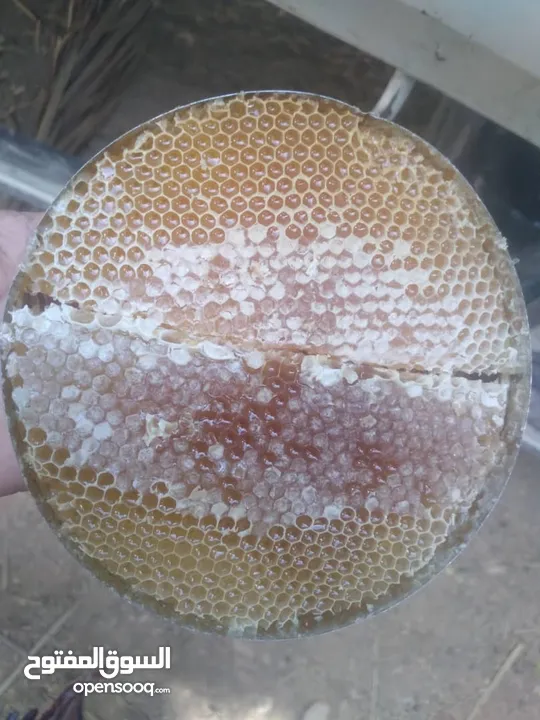 النحال أبوباسل لجميع أنواع العسل اليمني وبيع النحل