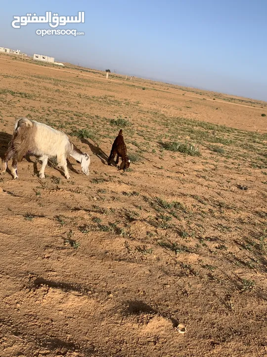 صخلات وراهن صخلات مشاء الله حليب كفاله وصحه ونضافه مشاء الله عليهن العدد 3 وبناتهن 3 طبعن بناتهن مفط