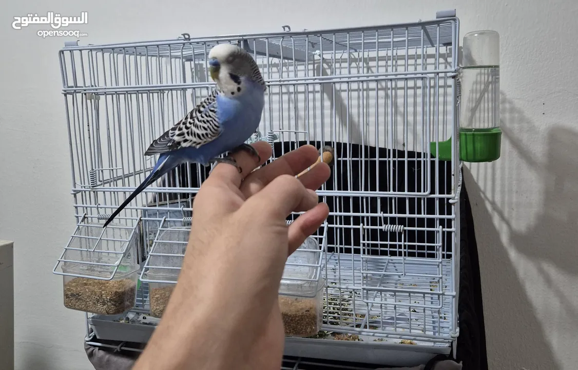 بادجي اليف tamed budgie