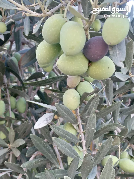 زيت زيتون فلسطيني قطفة اولى بكر معصور على البارد من مزارعنا