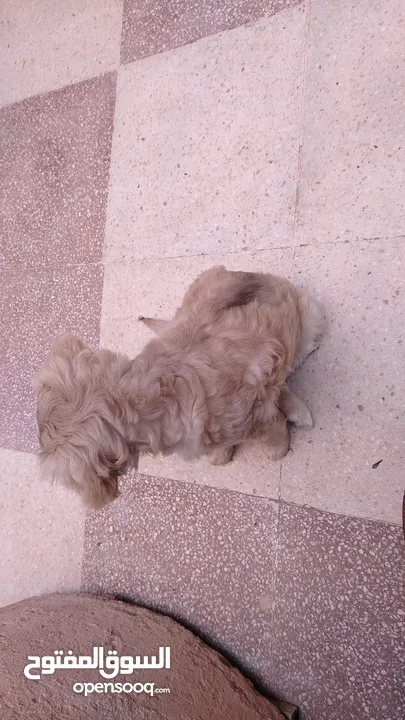 كلب عمر شهرين بيور