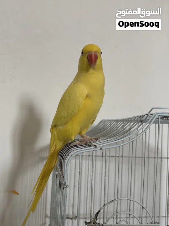 للبيع بغبغاء اصفر يتكلم أشياء بسيط مع قفص وقاعده و مبردين لالاضافر