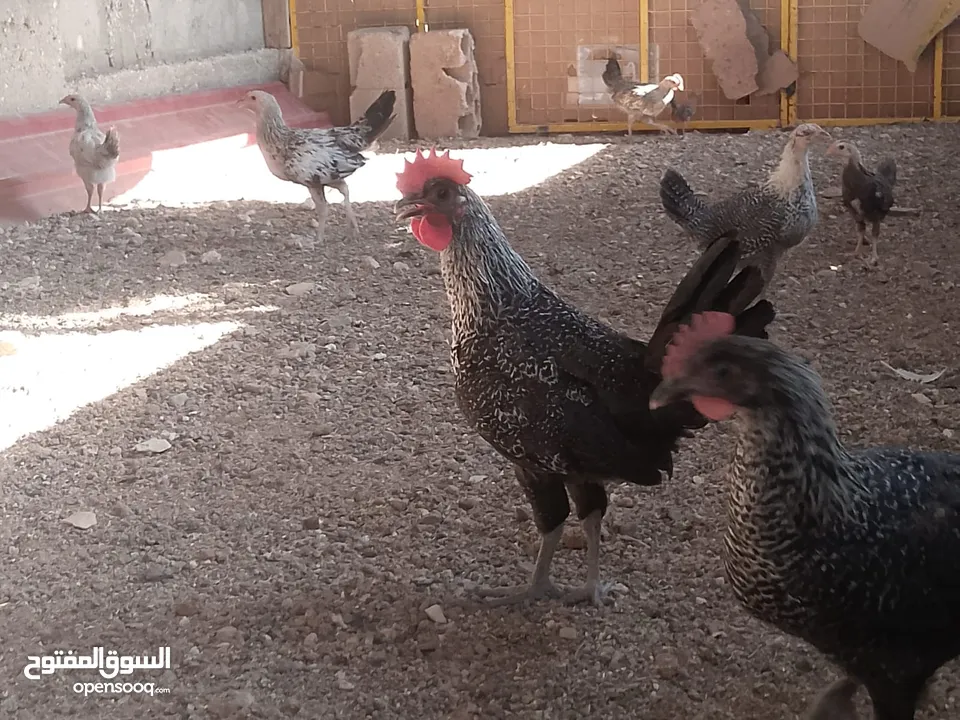 فراخ للبيع