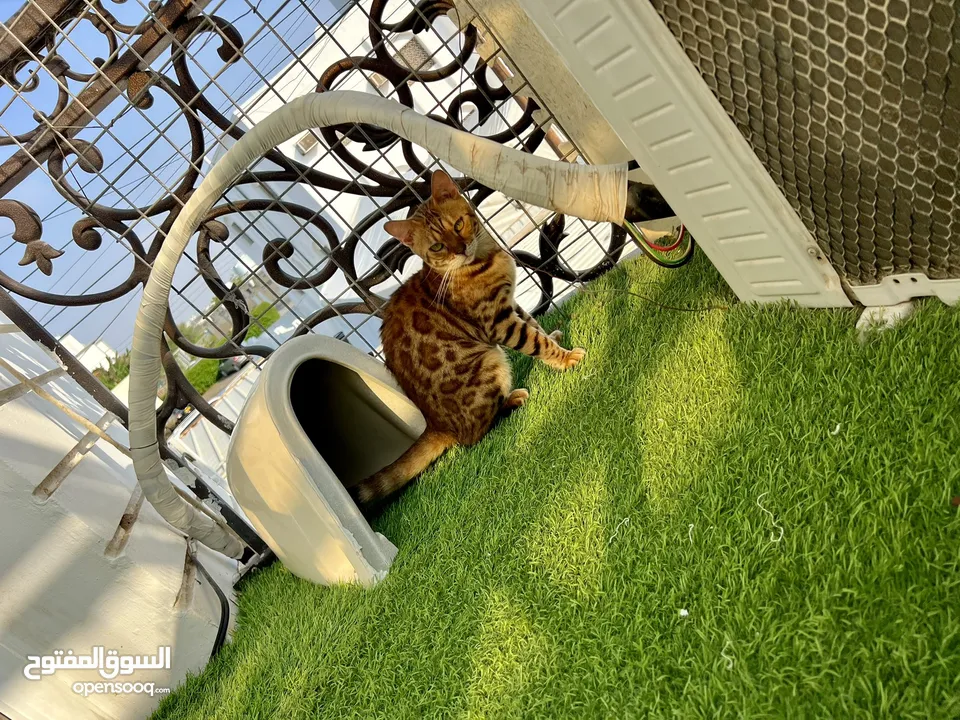 Bengal pure cat female قط بنغال انثى بيور