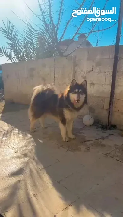 ذكر هاسكي شكولت عيون عسلي وكشره    للبيع عمره 10 شهور