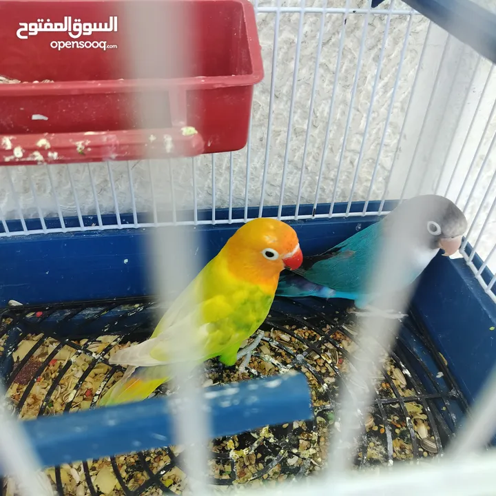 جوز فيشر روز آية في الجمال