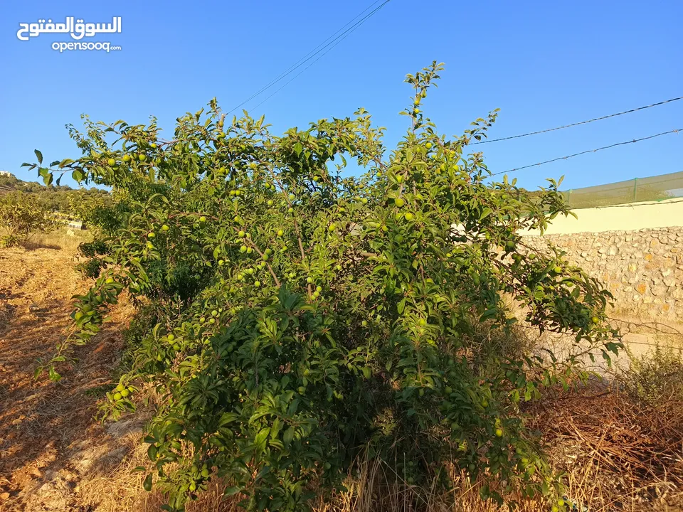ارض للبيع في عجلون/ عنجرة منطقة أبو حاطوم مقابل مطحنة ابو نصير