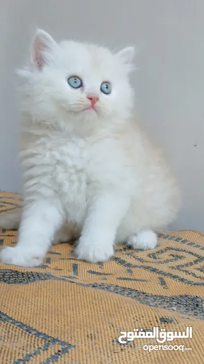 كيتنز بيرشن بيور مدربين ومطعمين حشرات 47 يوم