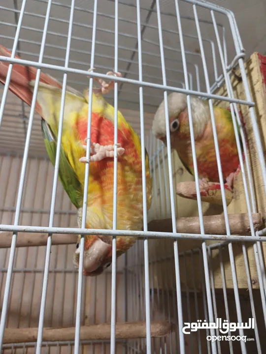 pineapple conure pair half tamed with DNA......................................   .. . .....