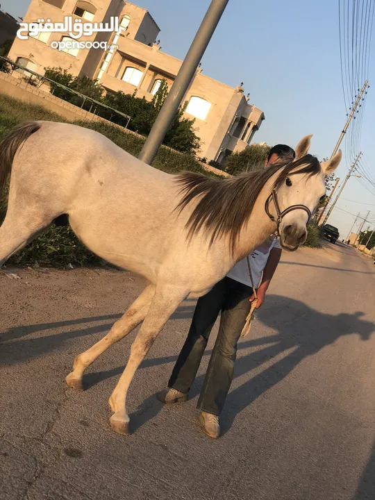 حصان عربي واهو