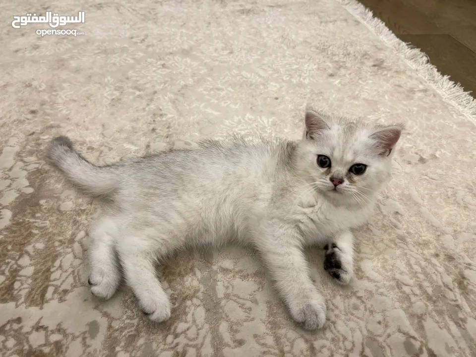 Male and Female Scottish Straight Cat