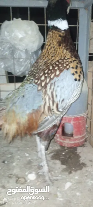 طقم فازنت انثايتين وذكر بياضات