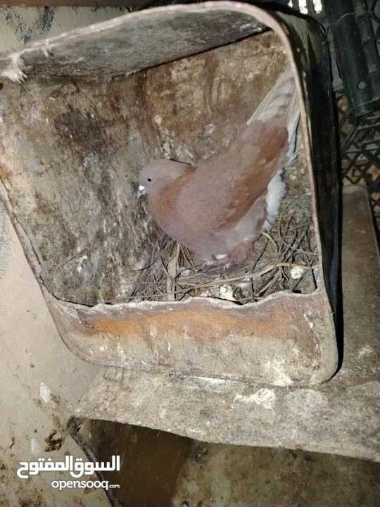 حمام للبيع انواع من ضمن هاي الانواع لوت قلاب وعراقي قلاب وعندك شرشلي وملكويات بولنديات مزهورات سوكسف