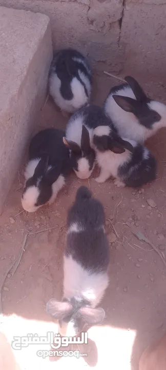 أرانب للبيع