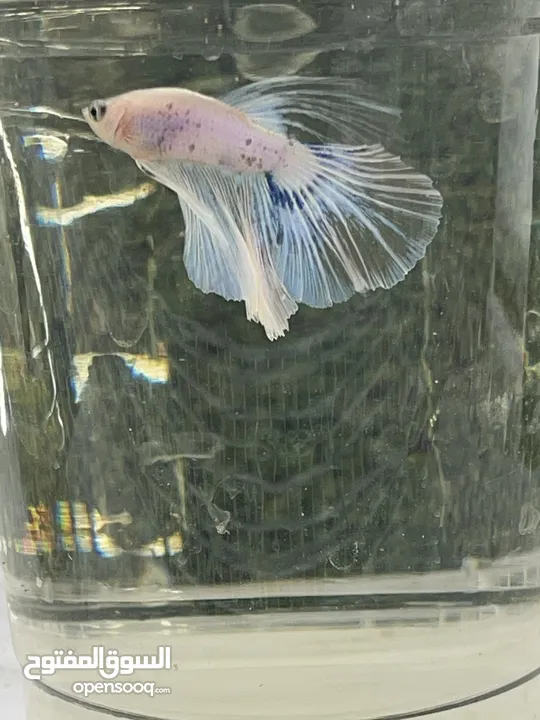 50 betta fish