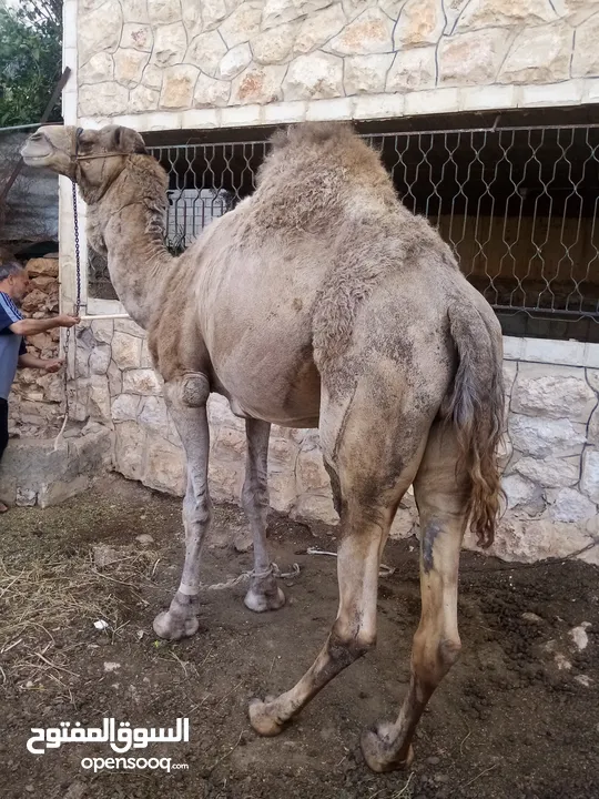 جمل للبيع 000