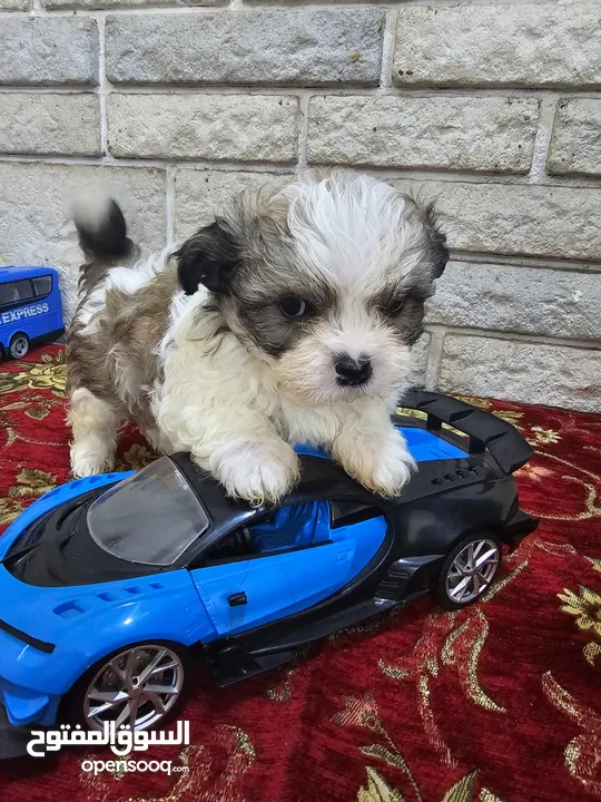 2 month old Shih Tzu for sale