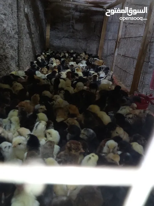 يتوفر صوص جاج عمر 4 ايام 3 حبات بدينار
