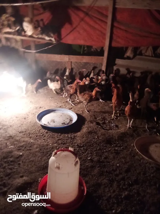 دجاج عماني  عمر ثمانية أشهر بي ريالين ونص يوجد فيديو ودجاج عمر أربعة شهور بي ريال ونص