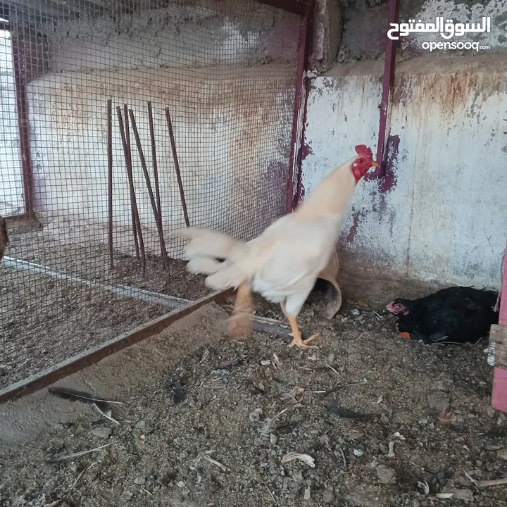 ديكين وفرختين باكستاني ب 50 دينار فقط