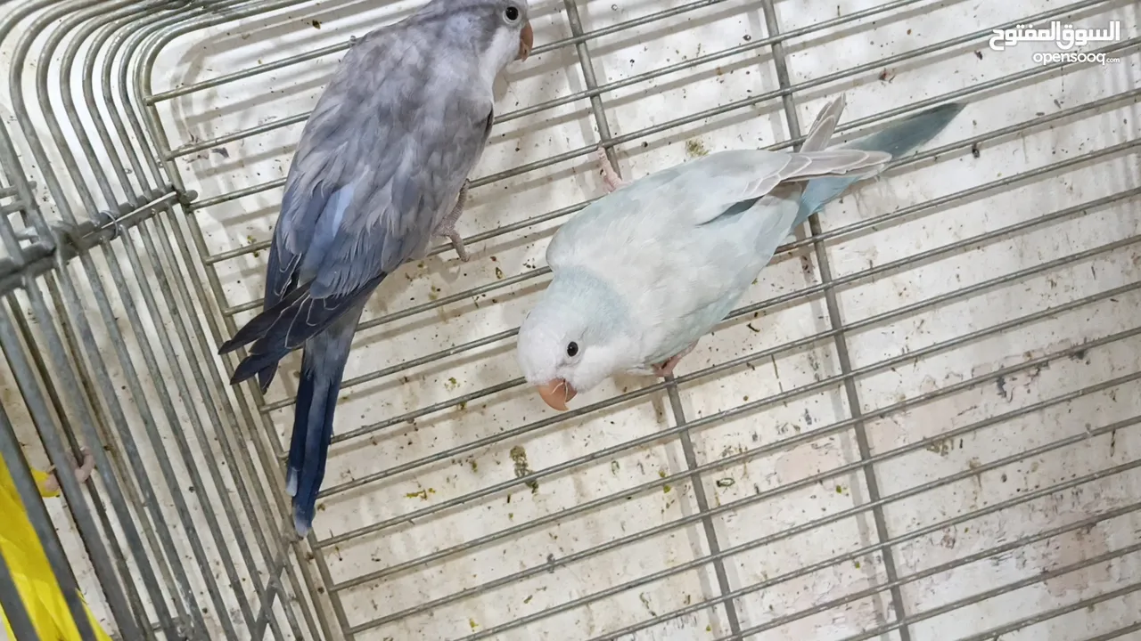 مزرعه طيور مميزة
