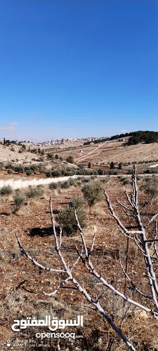 قفقفا 13 دنم منطقة مزارع وشاليهات وطبيعة خلابة مسيجة جدار حجر