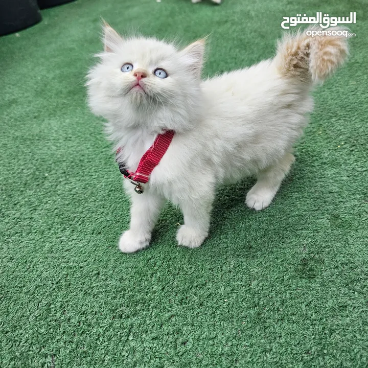 همالايا اقرا الوصف