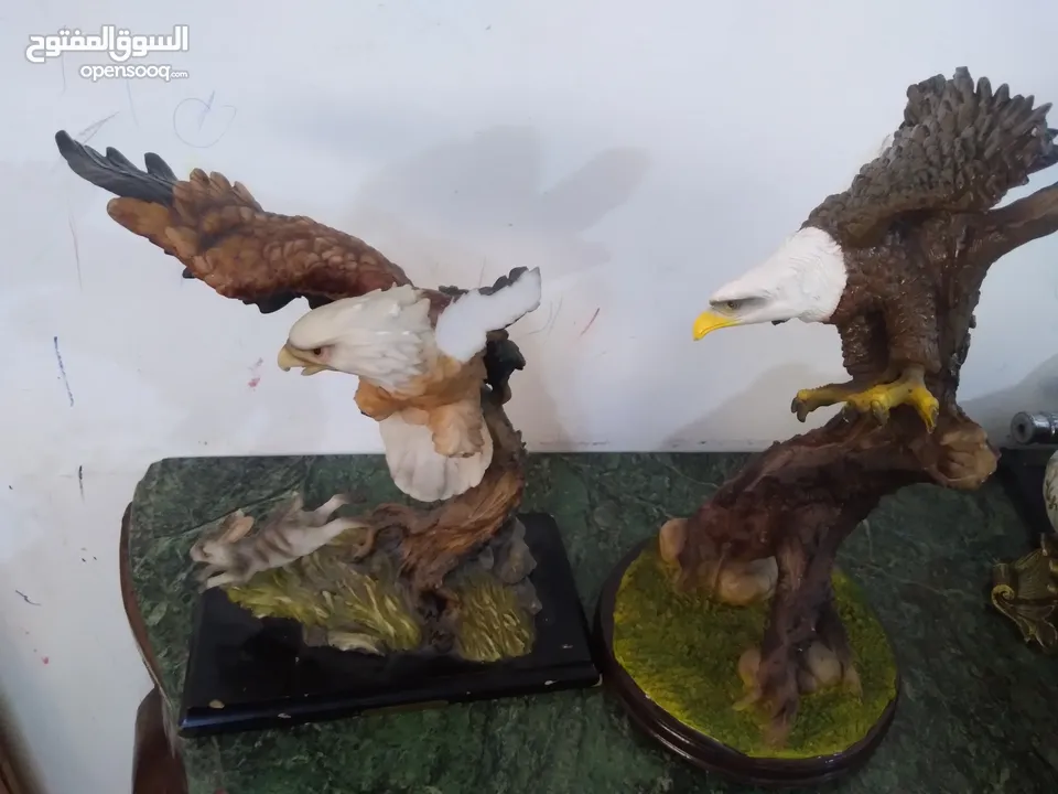 مناظر حيوانات للبيع بسعر مغري