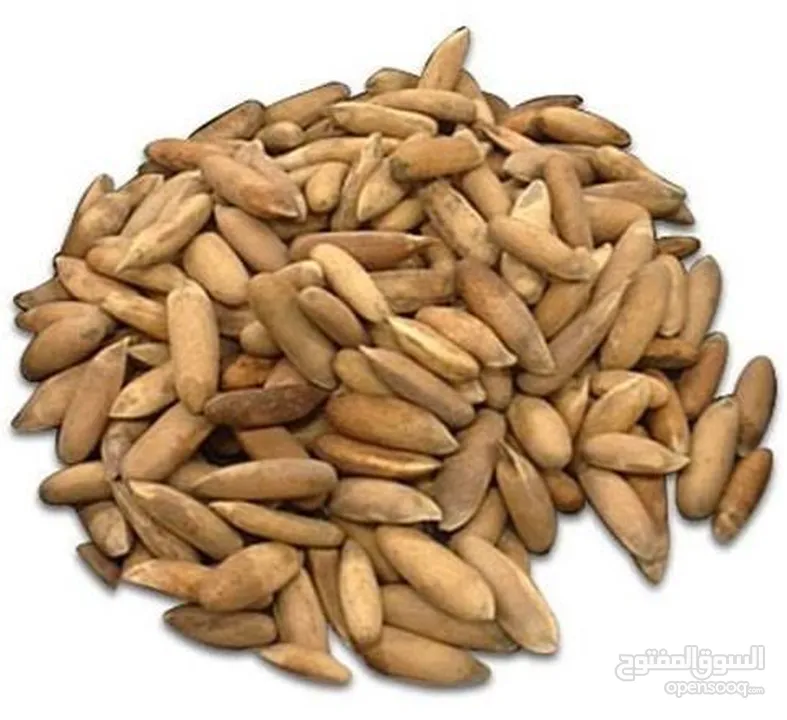 صنوبر عالي أفغانستان – كنز من قلب غابات أفغانستان  High-Quality Pine Nuts from Afghanistan