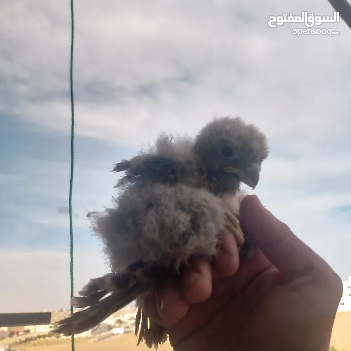 صقور للبيع