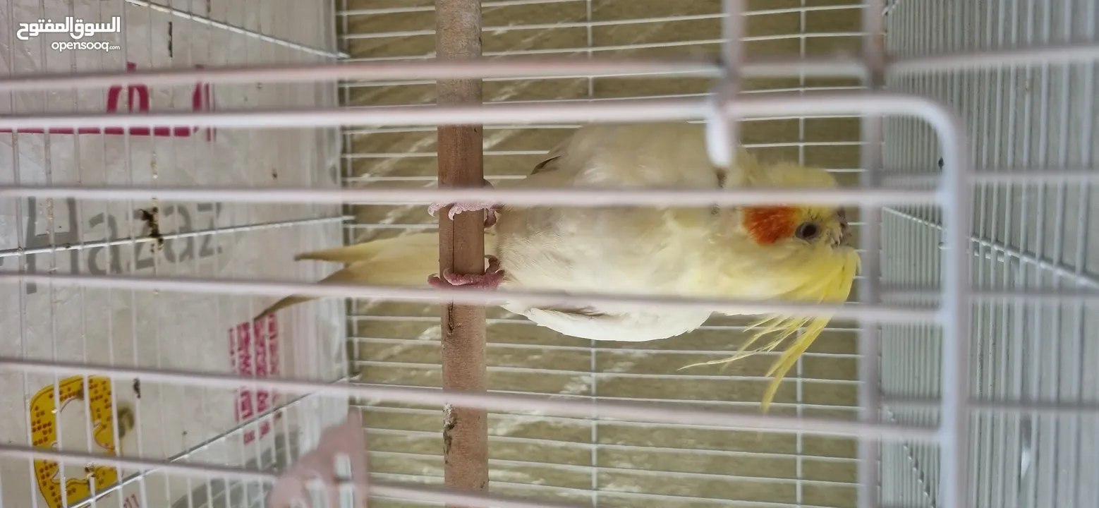 cockatiel كوكتيل