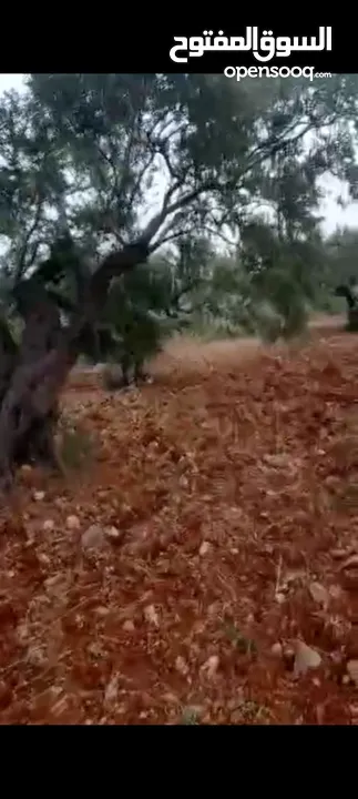 ارض للبيع واصل كل الخدمات مساحه دونم و350متر بيرزيت