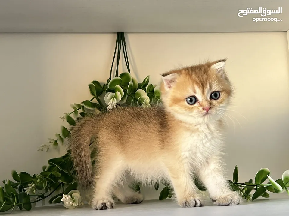 اللي يدور ذهب حقيقي  سكوتش جولدن ذكور اقراء الوصف