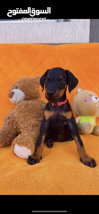 Doberman puppy’s pure breed high quality