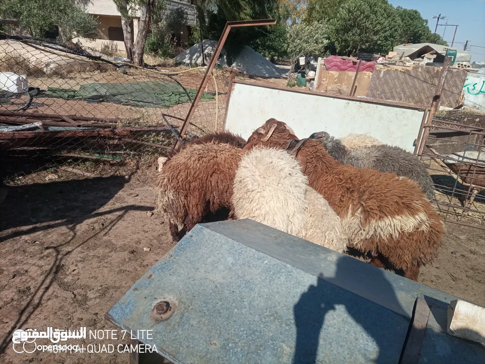 خرفان أضاحي وزن ثقيل نخب 60 كيلو قائم العمر 9 شهور و اكثر