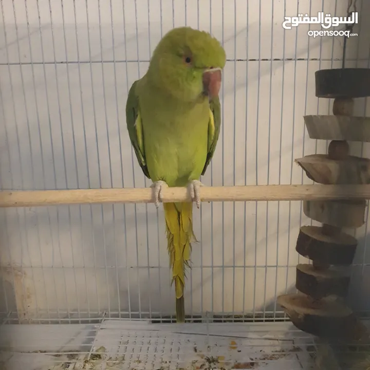 طيره دره جاهزه شبه أليفه