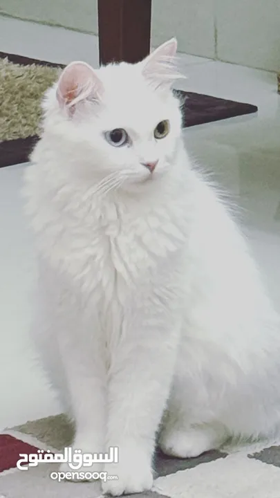 قطه شيرازي بيضاء عيون مختلفه