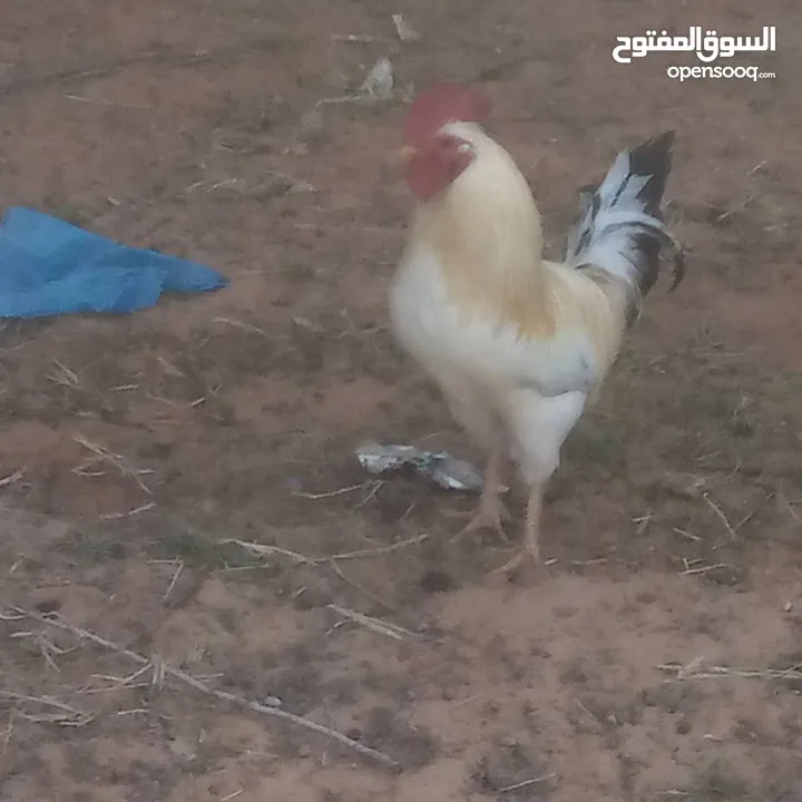 ثلاثه فراريج عربيه