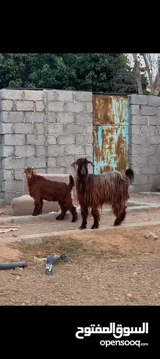 شاه حلال بني سعيد مع ولدها تيس رويان حليب حجمه ممتاز