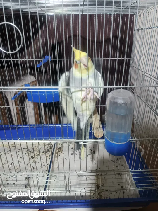 طائر كوكتيل للبيع بسعر مغري ... معه كامل اغراضو من قفص واكل