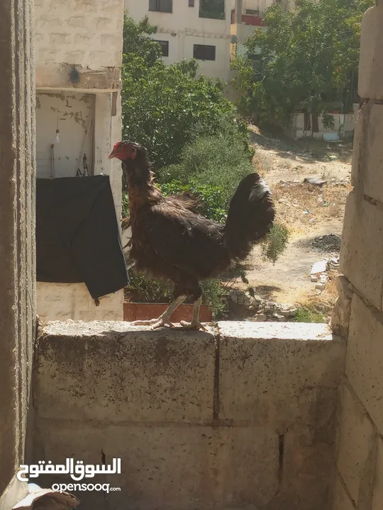 ديك ودجاجه للبيع الشراء يرن