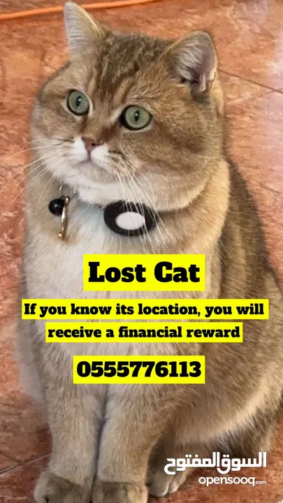 قطو ضايع / Lost cat
