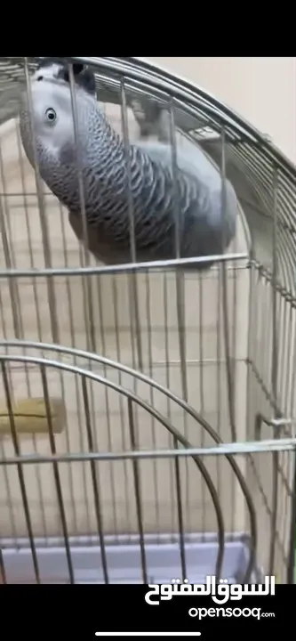 ببغاء كاسكو للبيع بسعر مغري جداً عمرو سنه و شهر و متكلم جدا صلاة النبي و أليف