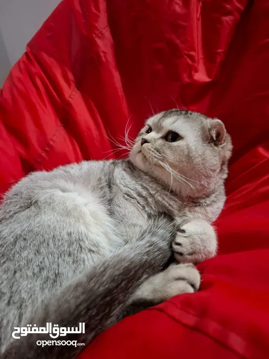 Scottish fold for sale للبيع قط سكوتش فولد