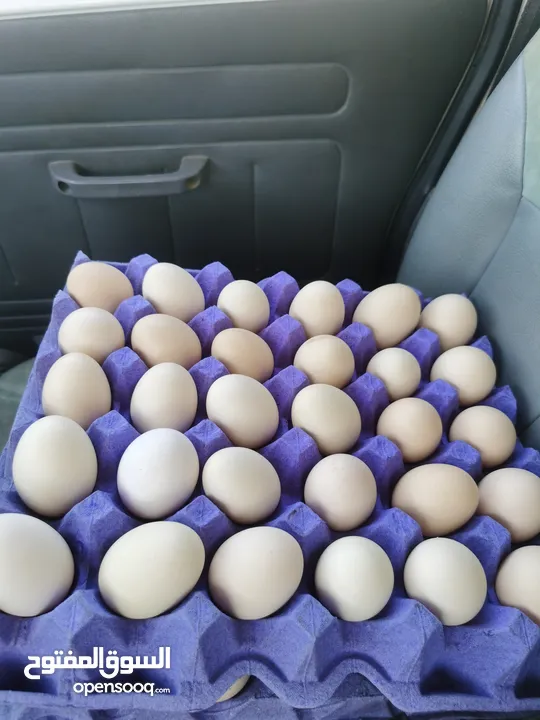 بيض مخصب مناسب للتفقيس. هجين عماني فرنسي