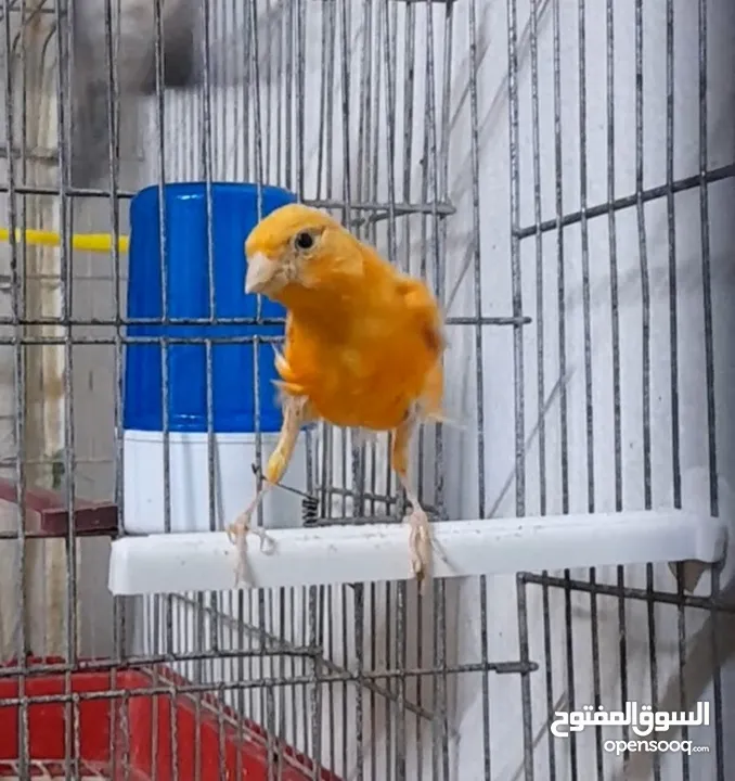 فحلين ... جزري واحمر